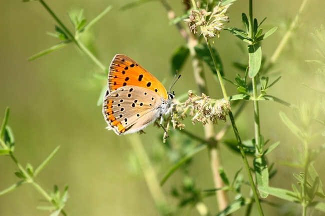 Lycaena alciphron